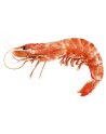Langostino Patagónico, 250 gr. – Delivery Congelados
