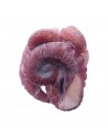Tentáculos de Pulpo