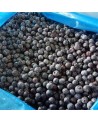 Arandanos 2.5 kilos.